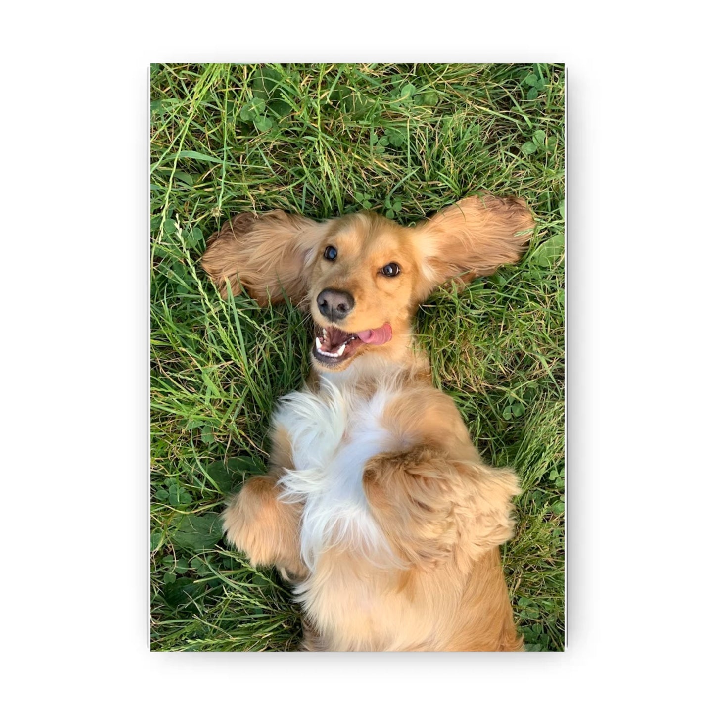 Premium Matte Paper Poster - A3