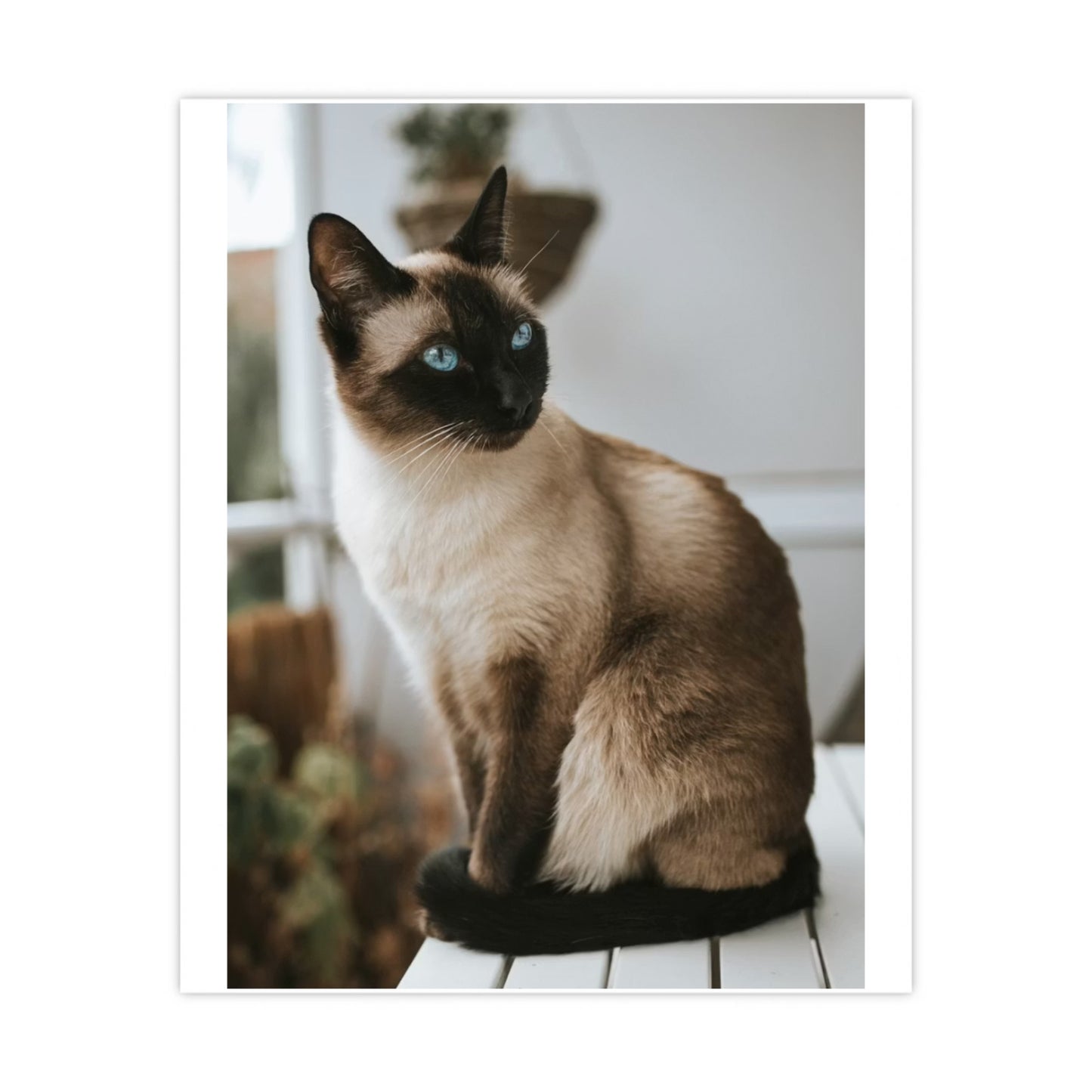 Matte Posters